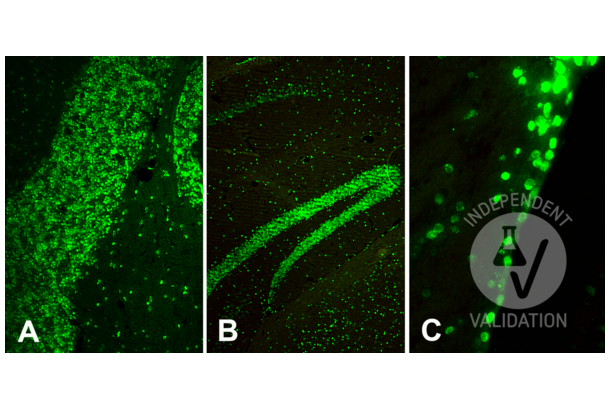 Histone H4 Antikörper  (3meLys20)