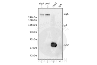 Western Blotting validation image for anti-IgA Secretory Component (Membrane-Bound), (Soluble) antibody (ABIN457936) (IgA Secretory Component (Membrane-Bound), (Soluble) Antikörper)
