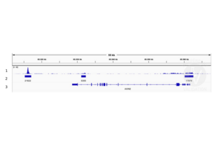 1. Alignment tracks from CUT&RUN targeting LEF1 in HEK293T cells using anti-LEF1 antibody ABIN1680678. 2 Peaks called by SEACR from CUT&RUN data using anti-LEF antibody ABIN1680678. 3. RefSeq Genes.