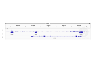 Cleavage Under Targets and Release Using Nuclease validation image for anti-Lymphoid Enhancer-Binding Factor 1 (LEF1) (AA 100-399) antibody (ABIN1680678)