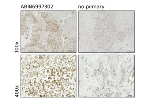 MYO1F antibody  (AA 491-767)