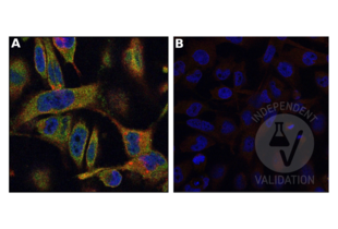 Immunofluorescence validation image for anti-Myosin IF (MYO1F) (AA 491-767) antibody (ABIN6997802)