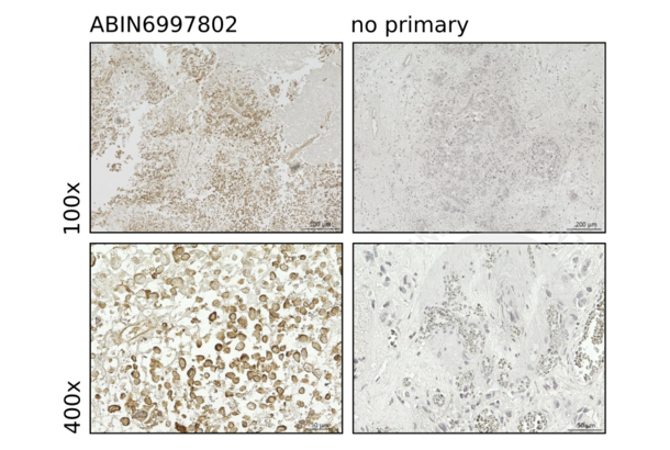 MYO1F anticorps  (AA 491-767)