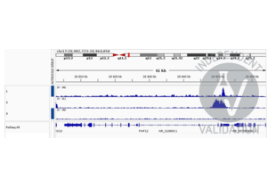 1. Alignment tracks from CUT&RUN targeting NKX2-5 in neuroendocrine cancer organoids using anti-NKX2-1 antibody ABIN2856166.
2. Positive Control: Alignment tracks from CUT&RUN targeting H3K3me3 in neuroendocrine cancer organoids using anti-H3K4me3 antibody ABIN6971977.
3. Negative Control: Alignment tracks from CUT&RUN targeting and unspecific IgG.