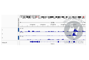 1. Alignment tracks from CUT&RUN targeting NKX2-5 in neuroendocrine cancer organoids using anti-NKX2-1 antibody ABIN2856166.
2. Positive Control: Alignment tracks from CUT&RUN targeting H3K3me3 in neuroendocrine cancer organoids using anti-H3K4me3 antibody ABIN6971977.
3. Negative Control: Alignment tracks from CUT&RUN targeting and unspecific IgG.