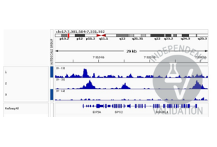 1. Alignment tracks from CUT&RUN targeting NKX2-5 in neuroendocrine cancer organoids using anti-NKX2-1 antibody ABIN2856166.
2. Positive Control: Alignment tracks from CUT&RUN targeting H3K3me3 in neuroendocrine cancer organoids using anti-H3K4me3 antibody ABIN6971977.
3. Negative Control: Alignment tracks from CUT&RUN targeting and unspecific IgG.