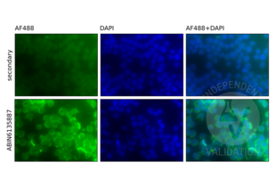 Immunofluorescence validation image for anti-Nuclear Factor-kB p65 (NFkBP65) antibody (ABIN6135887)