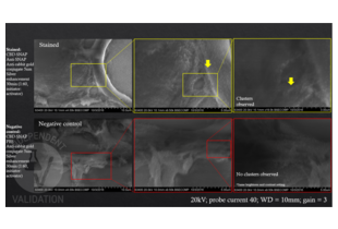 SEM-EBSD images of oyster visceral mass tissue stained with a lab stock CBD-SNAP antibody, anti-SNAP antibody ABIN1573927, and anti-Rabbit IgG (Whole Molecule) secondary antibody (Colloidal Gold (5nm)) and subjected to silver enhancement were imaged in ascending magnification (Top row). As a result clusters of silver aggregates were detected. In the absence of anti-SNAP (Bottom row), the negative control did not show any signs of silver aggregation demonstrating specific CBD-SNAP staining by ABIN1573927. Images in ascending magnification from left to right.
