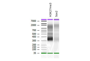 Cleavage Under Targets and Release Using Nuclease validation image for anti-SRY (Sex Determining Region Y)-Box 2 (SOX2) antibody (ABIN2855074)