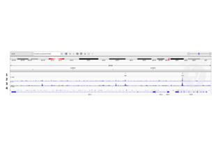 SALL4 anticorps  (AA 1-220)