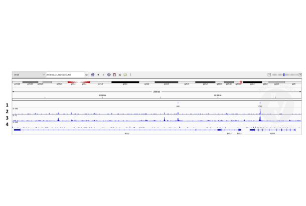 SALL4 antibody  (AA 1-220)