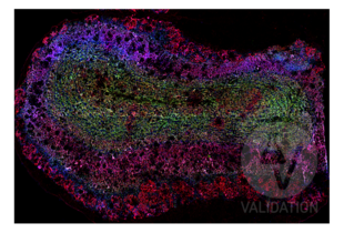 Multiplex Immunohistochemistry validation image for anti-Solute Carrier Family 17 (Vesicular Glutamate Transporter), Member 7 (SLC17A7) (AA 493-560) antibody (ABIN1027710)
