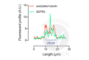 Fluorescence profiles measured along the cilium of the channels corresponding to acetylated tubulin (red) and SSTR3 (green) confirming enrichment of the receptor in the medial portion of the cilium.