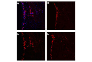 Immunofluorescence validation image for anti-Sphingosine-1-Phosphate Receptor 1 (S1PR1) (C-Term) antibody (ABIN2857018)