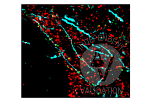 FFPE normal human cortex tissue section labeled with anti-SYN1 antibody ABIN5542390 (red; bound to fluorophore AF488) after EDTA antigen retrieval. MAP2 and DLG4 were labeled with anti-MAP2 antibody ABIN125739 (cyan; bound to fluorophore ATTO 550) and anti-DLG4 antibody ABIN361694 (green; bound to fluorophore ATTO 550).