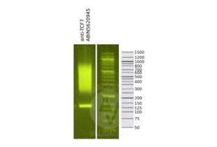 Library profiles comparing fragment size distributions on an E-Gel EX 2% agarose gel (Thermo Fisher). Fragments obtained from CUT&RUN using anti-TCF7 antibody ABIN5620945 after library preparation, compared to the E-Gel Sizing DNA Ladder (Thermo Fisher). 