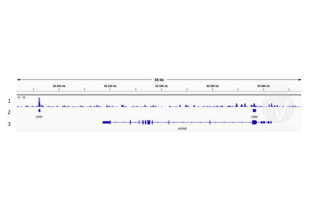 1. Alignment tracks from CUT&RUN targeting TCF7 in HEK293T cells using anti-TCF7 antibody ABIN5620945. 2 Peaks called by SEACR from CUT&RUN data using anti-TCF7 antibody ABIN5620945. 3. RefSeq Genes.