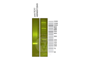 Cleavage Under Targets and Release Using Nuclease validation image for anti-Transcription Factor 7-Like 1 (T-Cell Specific, HMG-Box) (TCF7L1) (N-Term) antibody (ABIN6972849)