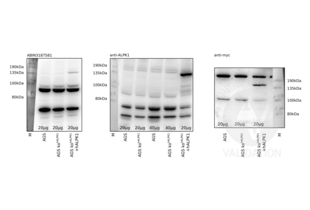 ALPK1 antibody  (N-Term)