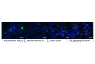 Immunofluorescence validation image for anti-DYKDDDDK Tag antibody (ABIN1112984) (DYKDDDDK Tag Antikörper)