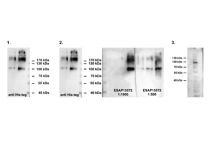 Western Blotting validation image for anti-Outer Dense Fiber of Sperm Tails 2 (ODF2) antibody (ABIN2430582)