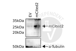 Western Blotting validation image for anti-Cbp/p300-Interacting Transactivator, with Glu/Asp-Rich Carboxy-terminal Domain, 2 (CITED2) antibody (ABIN6291914) (CITED2 Antikörper)
