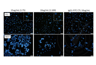 Immunofluorescence validation image for anti-Nestin (NES) (AA 1464-1614) antibody (FITC) (ABIN1774766)