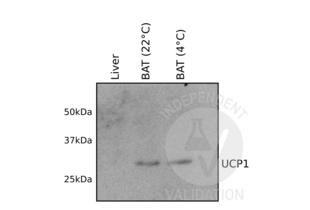 Western Blotting validation image for anti-Uncoupling Protein 1 (Mitochondrial, Proton Carrier) (UCP1) (AA 179-296) antibody (ABIN3056733) (UCP1 Antikörper  (AA 179-296))