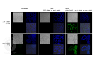 Immunofluorescence validation image for Goat anti-Rabbit IgG (Heavy & Light Chain) antibody (FITC) (ABIN101988) (Ziege anti-Kaninchen IgG (Heavy & Light Chain) Antikörper (FITC))
