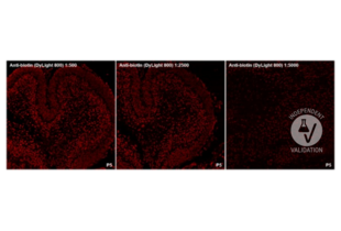 Immunohistochemistry validation image for anti-Biotin antibody (DyLight 800) (ABIN6720668) (Biotin Antikörper  (DyLight 800))