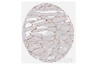Immunohistochemistry validation image for anti-Collagen, Type IV (COL4) antibody (ABIN5596835) (Collagen IV Antikörper)