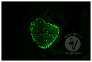 Immunohistochemistry validation image for anti-Glucagon (GCG) antibody (ABIN7448121)