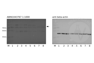 Western Blotting validation image for anti-Jagged 1 (JAG1) (N-Term) antibody (ABIN1043767)