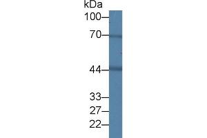 BDH1 Antikörper  (AA 1-343)