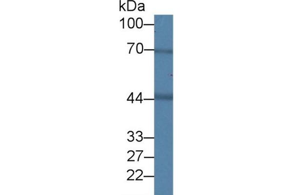 BDH1 Antikörper  (AA 1-343)