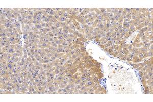 Detection of LCAT in Mouse Liver Tissue using Polyclonal Antibody to Lecithin Cholesterol Acyltransferase (LCAT) (LCAT Antikörper  (AA 41-210))