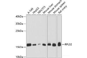 Western blot analysis of extracts of various cell lines using RPL32 Polyclonal Antibody at dilution of 1:3000. (RPL32 Antikörper)