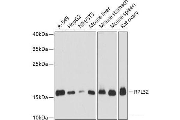 RPL32 抗体
