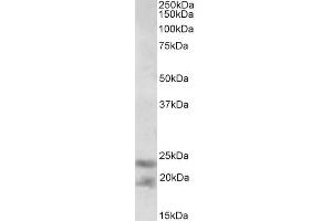 ABIN1590127 (0. (IL-25 Antikörper  (AA 66-79))