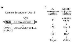Figure shows the structural domain features of UBC12. (UBE2M Antikörper  (AA 169-180))