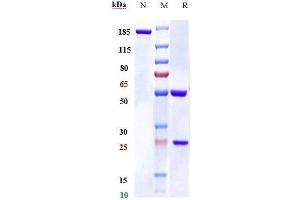Anti-STAB1 Reference Antibody (bexmarilimab) on SDS-PAGE under reducing (R) condition.
