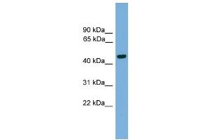 WB Suggested Anti-Foxa2 Antibody Titration:  0. (FOXA2 Antikörper  (Middle Region))