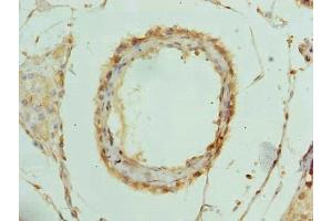 Immunohistochemistry of paraffin-embedded human testis tissue using ABIN7142821 at dilution of 1:100 (RPL39L Antikörper  (AA 1-51))