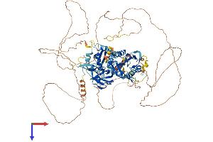 Lipin 1 Protein (LPIN1) (AA 1-890) (His tag)