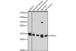 Western blot analysis of extracts of various cell lines, using GST antibody (8266) at 1:1000 dilution. (GSTA1 Antikörper  (AA 1-222))