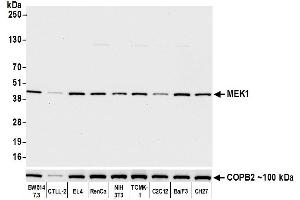 Western Blotting (WB) image for anti-Mitogen-Activated Protein Kinase Kinase 1 (MAP2K1) (AA 1-50) antibody (ABIN7453330)