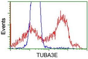 HEK293T cells transfected with either RC209279 overexpress plasmid (Red) or empty vector control plasmid (Blue) were immunostained by anti-TUBA3E antibody (ABIN2453754), and then analyzed by flow cytometry. (TUBA3E Antikörper)