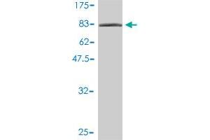 Western Blot detection against Immunogen (92.