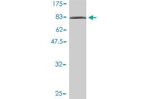 Western Blot detection against Immunogen (92. (XRCC6 Antikörper  (AA 1-609))