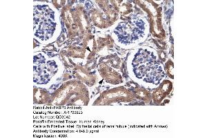 Human kidney (FABP3 Antikörper  (N-Term))
